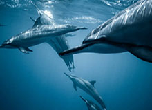 乐鱼app-奥沙利文自嘲走后门入选年度人物 再喷F1缺乏竞争